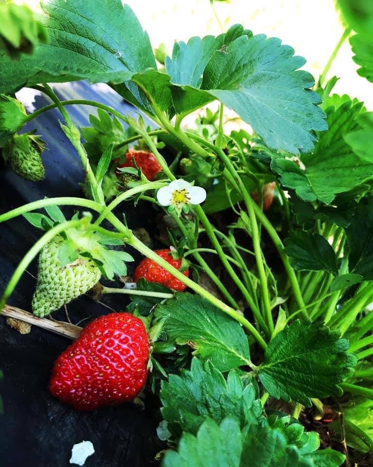 strawberry, strawberry jam, jelly, strawberries, organic jam, organic strawberry jam, jam canning, canning, strawberry jam canning, preserving, Ball jar